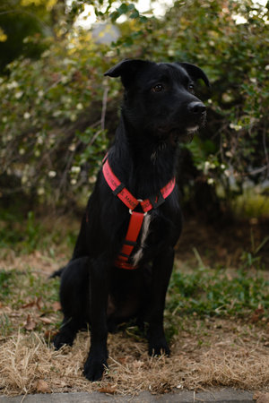 A black mixed breed dog with a red harness sits alertly in the grass, looking attentive and focused during a walk in the parkの写真素材
