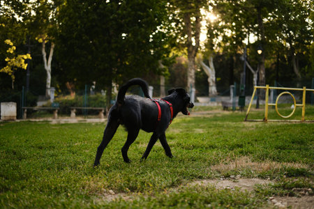 Black mutt walking across the grass in the dog park at sunset. Pet enjoying freedom and open spaceの写真素材