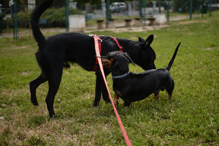 A black mutt dog in a red harness meets a dachshund at the dog park, showing friendly social...