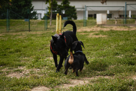A black mutt and a dachshund play together on green grass at a fenced dog park, enjoying active...