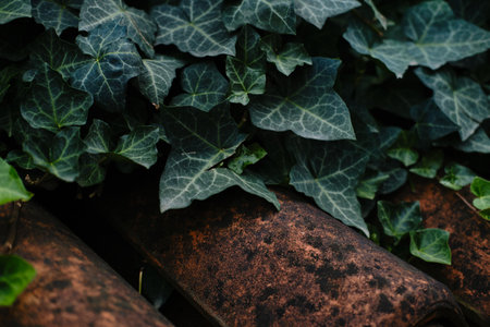 Green ivy covering old rustic roof tiles in Belgrade, natural greenery blending with architectureの写真素材