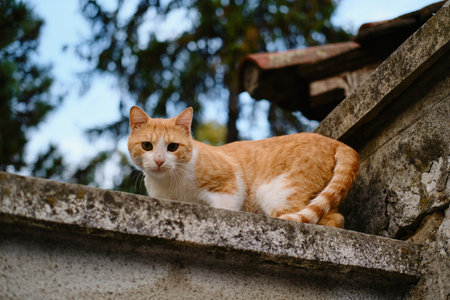 Orange and white street cat sitting on stone wall in Belgrade, looking directly at the cameraの写真素材