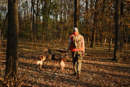 Man walking with dogs in autumn forest, benches and fallen leaves around. Rear view