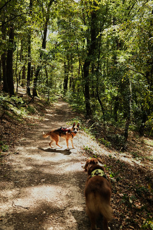 Two dogs German and Australian Shepherd walking on a forest trail in FruSka Gora National Park, Serbiaの写真素材