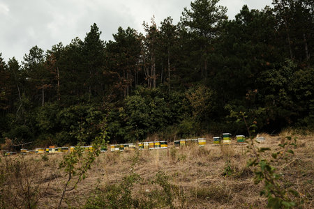Beehives in meadow near forest edge in Fruska Gora National Park, Serbiaの写真素材