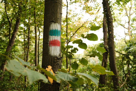 Trail marking on tree in Fruska Gora National Park, Serbia. Hiking route sign painted in red, blue...