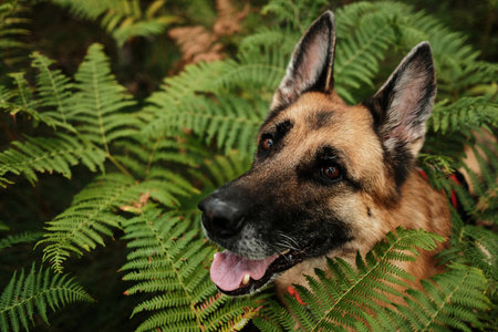 German Shepherd dog sitting in lush green ferns in a forest at Divcibare, Serbia, hiking and travel...