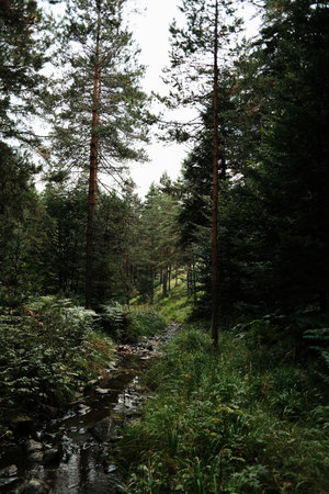 Small stream flowing through a forest in Divcibare, Serbia. Peaceful nature landscape