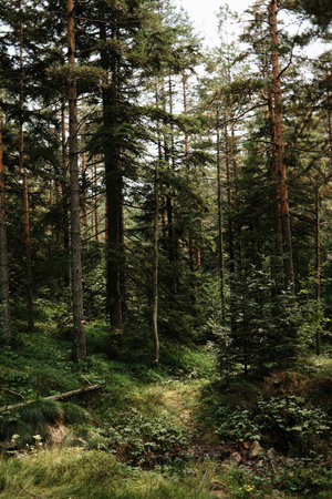Small stream flowing through a forest in Divcibare, Serbia. Peaceful nature landscape