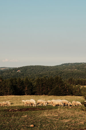 Flock of sheep grazing on a meadow with mountains and forest in the background at Divcibare, Serbia....