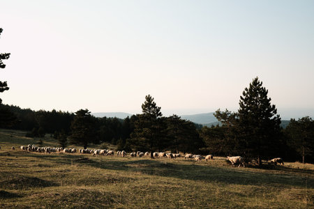 Flock of sheep grazing on a meadow with mountains and forest in the background at Divcibare, Serbia....
