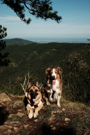 Two dogs, German and Australian Shepherd resting on mountain viewpoint in Divcibare, Serbia. Hiking with pets conceptの写真素材