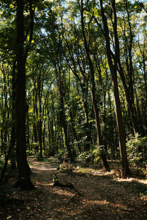 Dirt trail winding through dense forest in national park Fruska gora with sunlight filtering through...