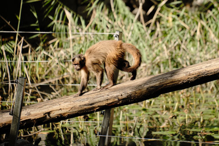 A brown capuchin monkey walks on a log inside the Belgrade Zoo. Side view portrait