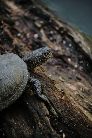 A single turtle climbs a log from the water. The details of its patterned shell and raised head are highlightedの写真素材