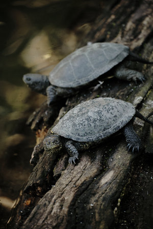 Two turtles rest on a log by the pond in Belgrade Zoo. Their textured shells contrast with the rough...