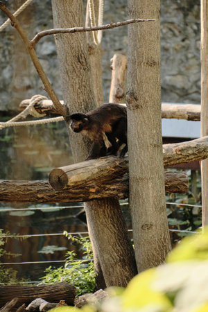 Monkey standing on wooden logs among trees in Belgrade Zooの写真素材