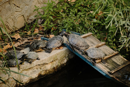 Group of turtles resting on a ramp near the pond in Belgrade Zooの写真素材