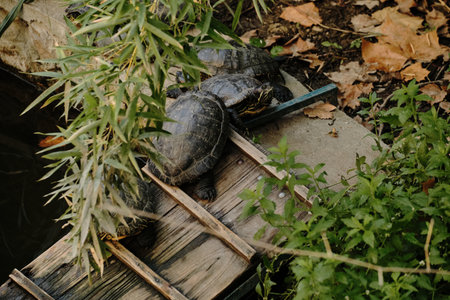 Group of turtles resting on a ramp near the pond in Belgrade Zooの写真素材