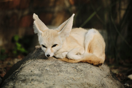 Fennec fox resting on a rock with its big ears in Belgrade Zooの写真素材