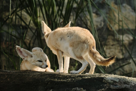 Two fennec foxes interacting on a log in Belgrade Zooの写真素材