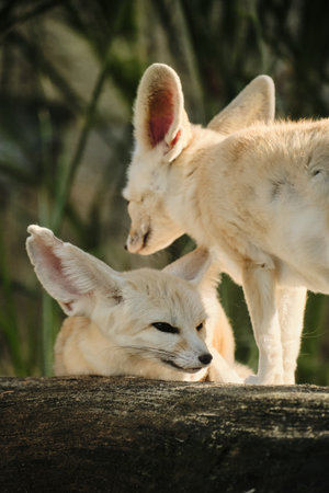 Two fennec foxes interacting on a log in Belgrade Zooの写真素材