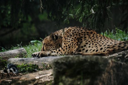 A cheetah resting on the ground under trees at Belgrade Zoo, its spotted fur blending with the...