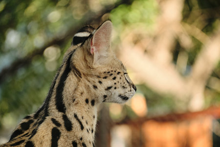A serval cat with spotted fur and tall ears captured in profile view at Belgrade Zoo