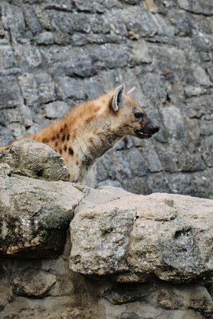 A spotted hyena standing on rocks at Belgrade Zoo, looking to the sideの写真素材