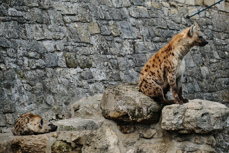 Two spotted hyenas in Belgrade Zoo, one sitting on rocks alert, the other resting nearby. Predators rescued from the wild live in safety.の写真素材