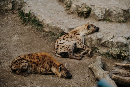 Two spotted hyenas lying on the ground at Belgrade Zoo, resting side by side in enclosure. Predators...