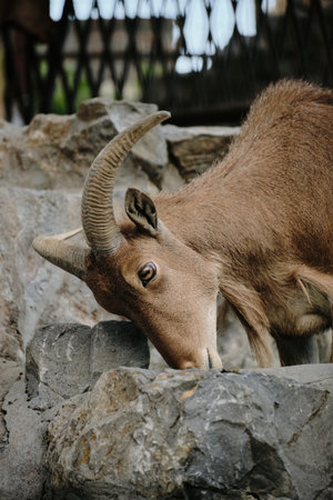 Barbary sheep bending head down to eat at Belgrade Zoo enclosureの写真素材