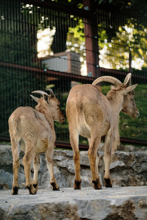 Two Barbary sheep standing together in Belgrade Zoo enclosure, rear viewの写真素材