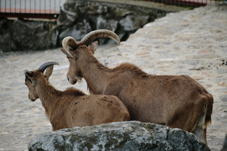 Two Barbary sheep - young and adult standing together on stone ground at Belgrade Zoo. Side view...