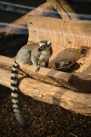 Ring-tailed lemur sitting on wooden log at Belgrade Zoo, looking alert near food bowl