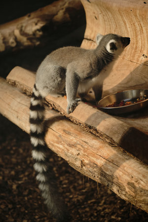 Ring-tailed lemur sitting on wooden log at Belgrade Zoo, looking alert near food bowl