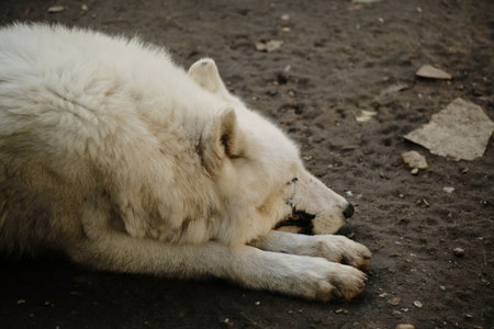 White arctic wolf sleeping on the dirt ground at Belgrade Zoo, head on paws. The face is scarred, close up side view.の写真素材