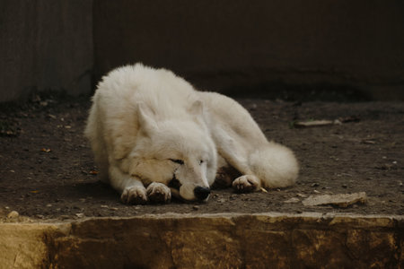 Arctic wolf sleeping peacefully on the ground in a zoo enclosure. Front view portrait.の写真素材