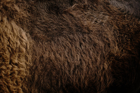 Close detail of a bisons thick woolly brown fur texture at Belgrade Zoo. Minimalistic background