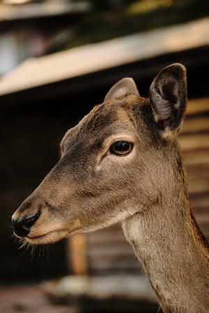 A close-up portrait of a young deer with large eyes at Belgrade Zooの写真素材