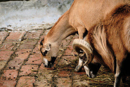Brown ram eating hay on brick floor with another horned ram nearby in Belgrade Zooの写真素材