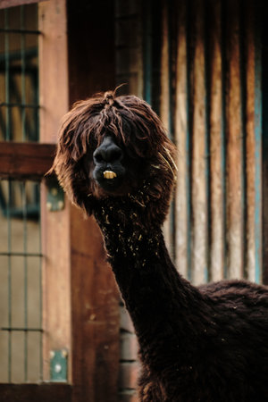 Funny alpaca with long shaggy hair covering eyes in the zoo. Close up front view portraitの写真素材