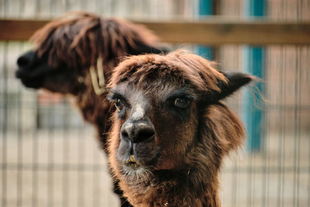 Two alpacas standing together in Belgrade zoo enclosureの写真素材