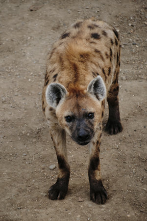 Spotted hyena standing on dirt ground in Belgrade Zoo, looking straight at the camera with a curious expressionの写真素材