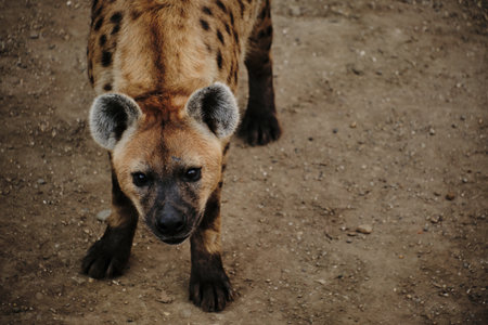Spotted hyena standing on dirt ground in Belgrade Zoo, looking straight at the camera with a curious expressionの写真素材