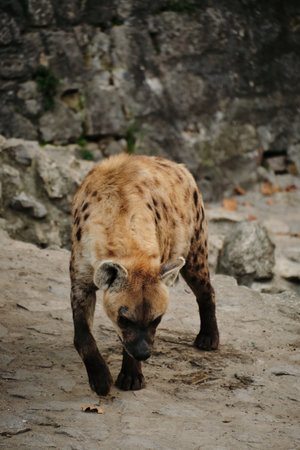 Spotted hyena walking on rocky ground in Belgrade Zoo, head lowered as it moves cautiouslyの写真素材