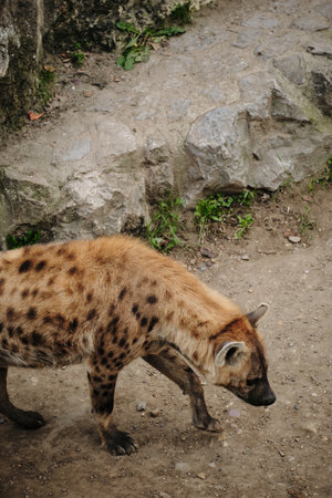 Spotted hyena walking on rocky ground in Belgrade Zoo, head lowered as it moves cautiouslyの写真素材