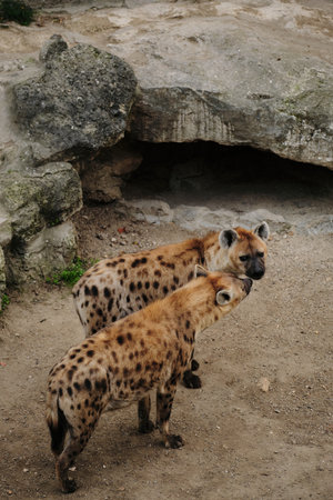 Two spotted hyenas stand close to each other near a rocky cave in Belgrade Zooの写真素材