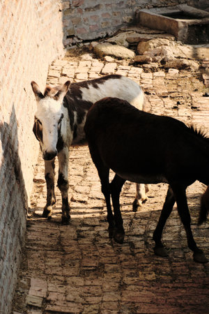 Close view of two donkeys standing near a wall inside the enclosureの写真素材