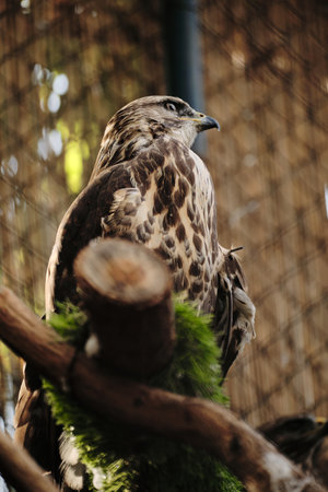A brown hawk perched on a branch inside an aviary, its sharp eyes focusedの写真素材